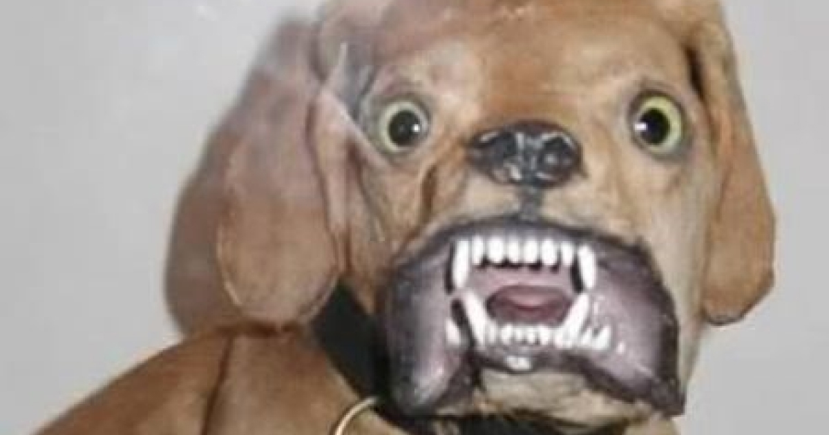 Uppstoppad hund