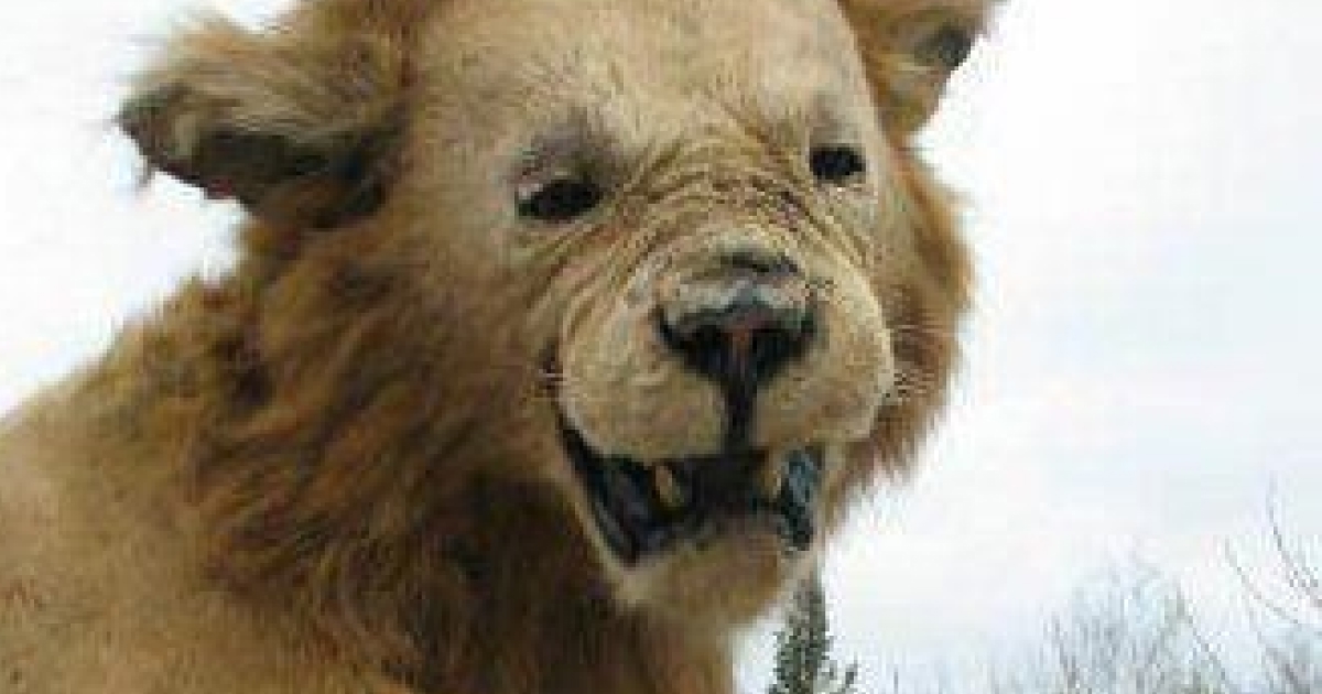 Uppstoppat lejon
